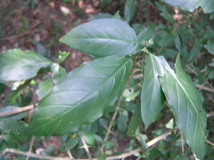 Benkara sinensis