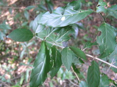 Benkara sinensis