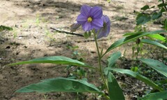 Solanum campylacanthum