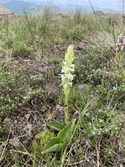 Satyrium longicauda image