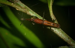 Trachelizini
