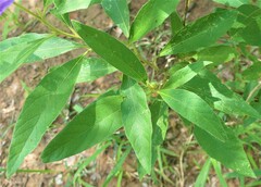 Solanum campylacanthum