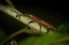 Trachelizini