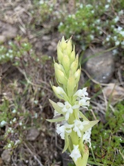 Satyrium longicauda image