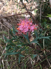 Isopogon dubius
