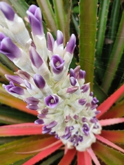 Bromelia antiacantha