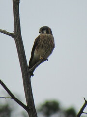 Falco sparverius