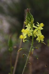 Bulbine abyssinica