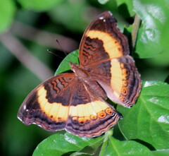 Junonia
