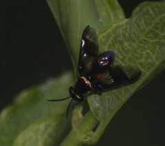 Chrysops