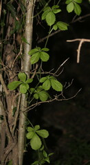 Cyphostemma
