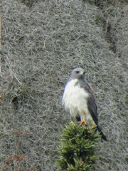 Geranoaetus albicaudatus