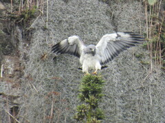 Geranoaetus albicaudatus