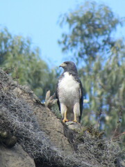 Geranoaetus albicaudatus