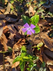 Vinca