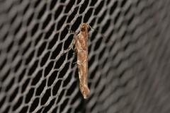Anatrachyntis rileyi