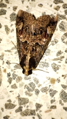 Sphingomorpha chlorea