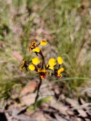Diuris pardina