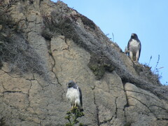 Geranoaetus albicaudatus