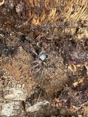 Calisoga longitarsis