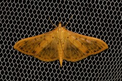 Patania balteata