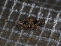 Aporoctena scierodes