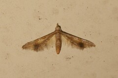 Oxychirota paradoxa