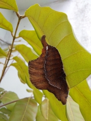 Megalopyginae