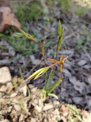 Diuris pardina