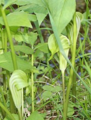 Arisaema stewardsonii