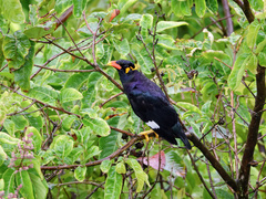 Gracula religiosa