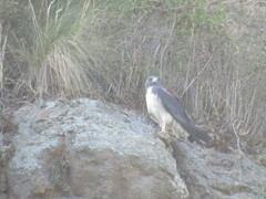 Geranoaetus albicaudatus