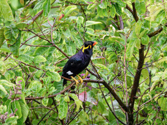 Gracula religiosa