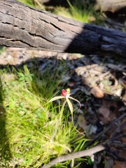 Caladenia fitzgeraldii
