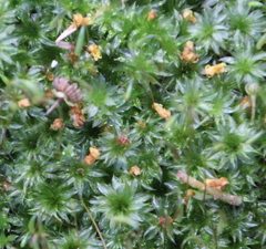 Rosulabryum subtomentosum