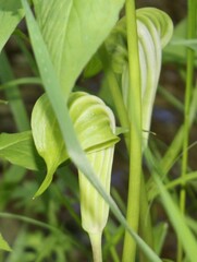 Arisaema stewardsonii