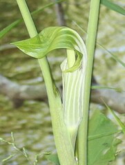 Arisaema stewardsonii