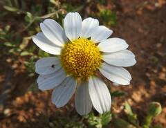 Anthemideae