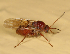 Kokkocynips