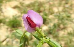 Lathyrus clymenum