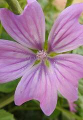 Malva sylvestris