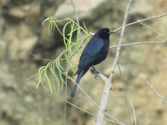 Molothrus bonariensis