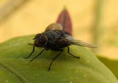 Calliphora