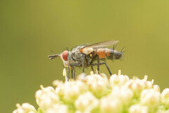 Epicoronimyia mundelli