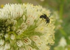 Reseda alba