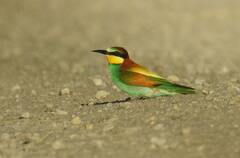 Merops apiaster