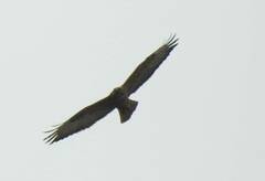 Buteo rufinus