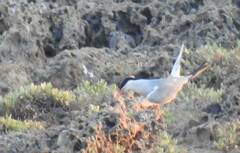 Sterna hirundo