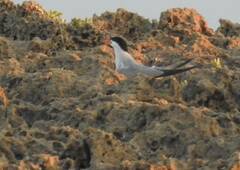 Sterna hirundo