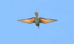Merops apiaster